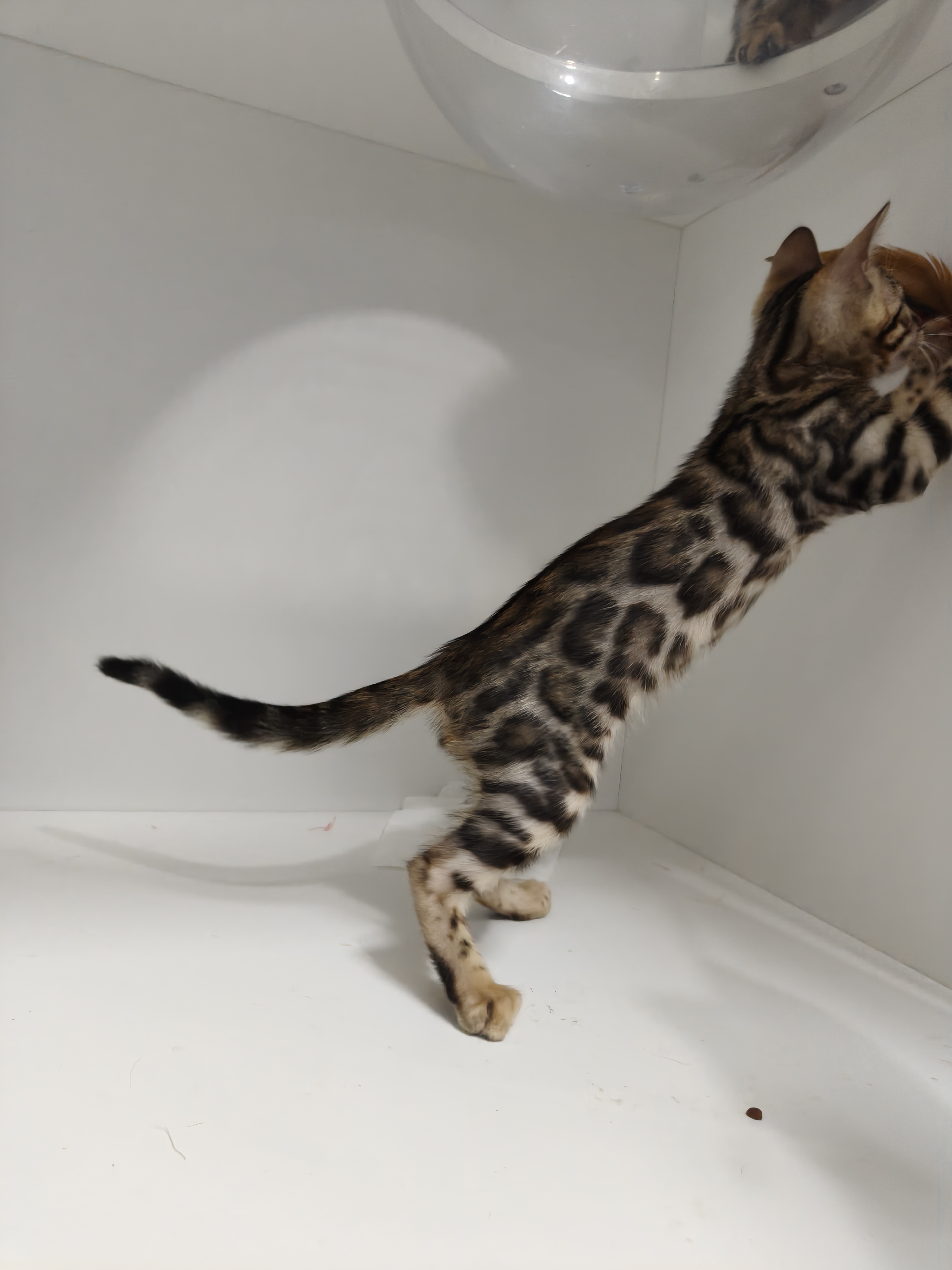 孟加拉豹猫弟弟，5月17出生，全款1800
